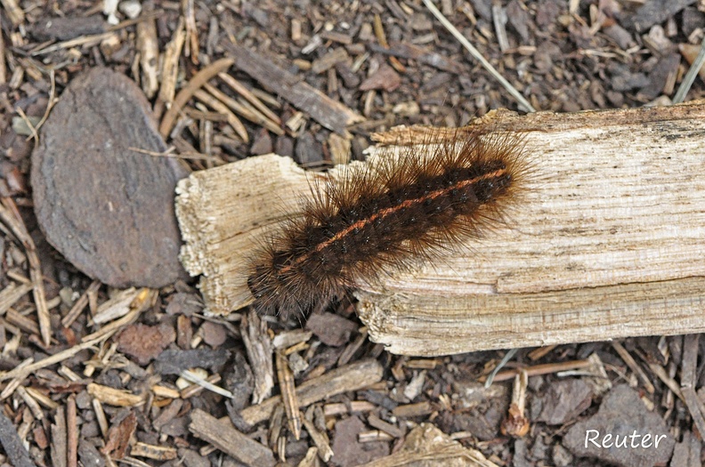 Breitfl__geliger Fleckleibb__r _Spilosoma lubricipeda_.jpg